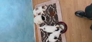 Bishon havanez de vanzare - imagine 2