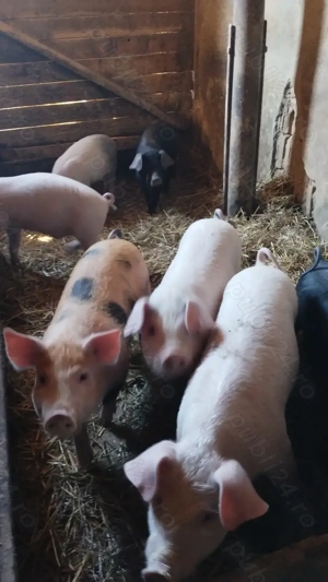 Vând purcei 10 săptămâni  - imagine 3