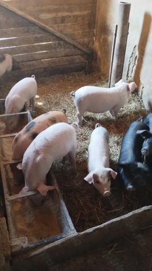 Vând purcei 10 săptămâni  - imagine 2