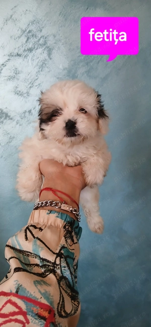 Bishon havanez de vanzare - imagine 4