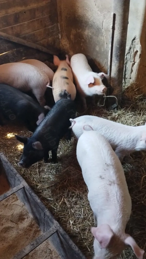 Vând purcei 10 săptămâni  - imagine 4