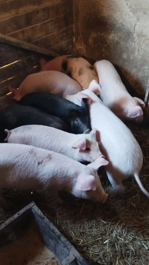 Vând purcei 10 săptămâni  - imagine 5