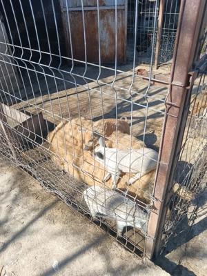 Vestitorii primaverii! - imagine 3