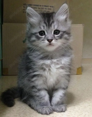 Siberiana de pădure pisoiași  - imagine 2