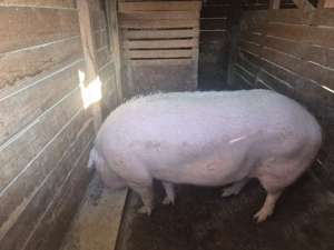 Porci de curte  - imagine 2