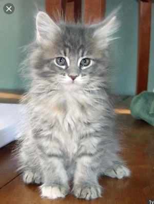 Siberiana de pădure pisoiași  - imagine 3