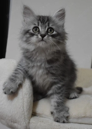 Siberiana de pădure pisoiași  - imagine 4