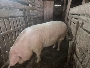 Porci de curte  - imagine 3