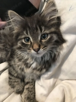 Siberiană de pădure puiuți - imagine 4