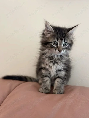 Siberiană de pădure puiuți - imagine 3