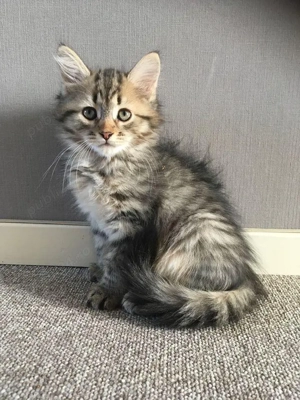 Norvegiana de pădure puișori  - imagine 3