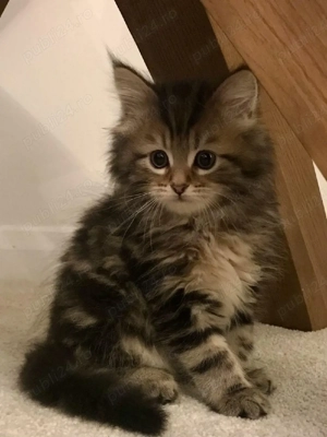 Norvegiana de pădure puișori  - imagine 5