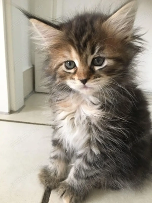 Norvegiana de pădure puișori  - imagine 4