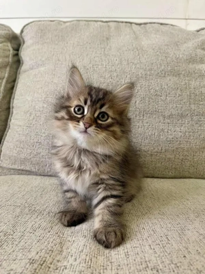 Norvegiana de pădure puișori  - imagine 2