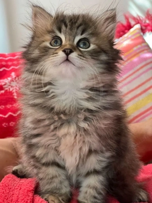 Siberiana de padure pisoiași superbi  - imagine 4