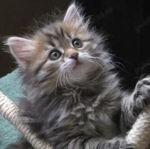 Siberiana de padure pisoiași superbi  - imagine 3