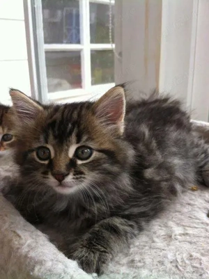 Siberiana de padure pisoiași superbi  - imagine 2