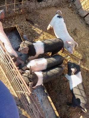 Purcei 8 săptămâni  - imagine 2