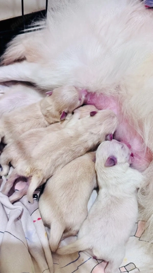 Pui Pomeranian Alb Crem   Născuți pe 6 Martie    - imagine 2