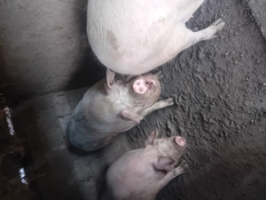 Porci de vanzare  - imagine 5