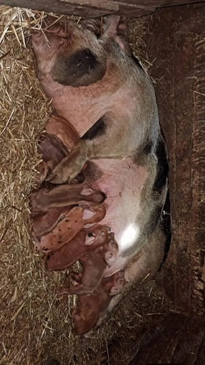 De vânzare scroafă cu purcei ! - imagine 2