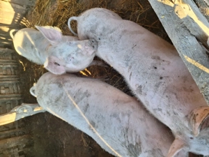 Vând porcii de carne  - imagine 2