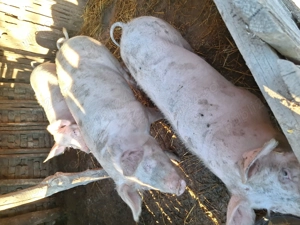 Vând porcii de carne  - imagine 3