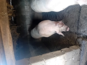 Porci de vanzare  - imagine 3