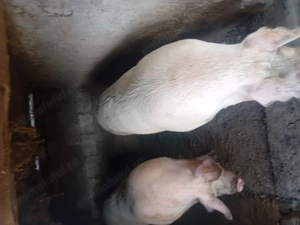 Porci de vanzare  - imagine 4