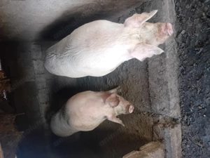 Porci de vanzare  - imagine 2