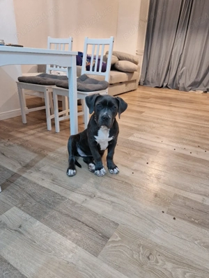 Vand pui Amstaff! femela  - imagine 4