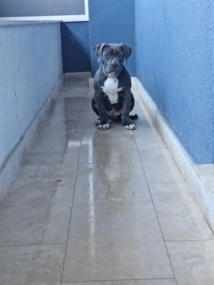 Vand pui Amstaff! femela  - imagine 3