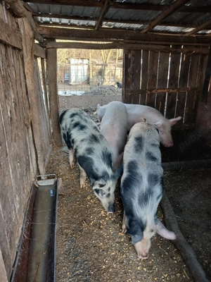 vind doi vieri  - imagine 5