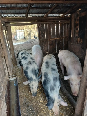 vind doi vieri  - imagine 3