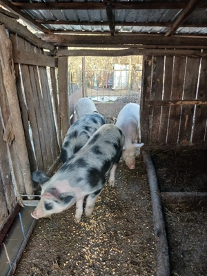 vind doi vieri  - imagine 4