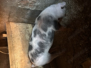 Porc de carne - imagine 2