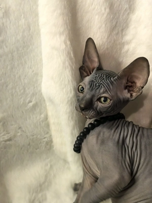 Pisica rasa sfinx. Născuți pe 24 Decembrie  - imagine 5