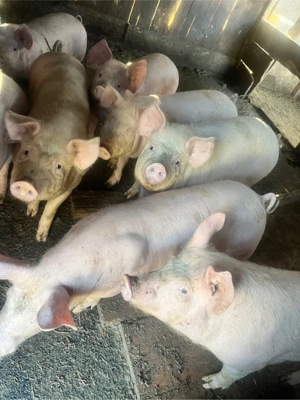 purcei de vanzare - imagine 3