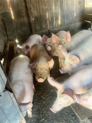 purcei de vanzare - imagine 2