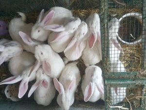 Vand  IEPURI rasa  Californian - imagine 2