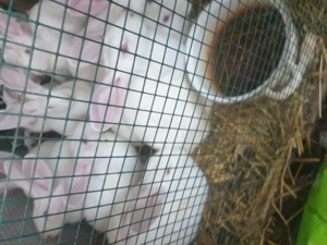 Vand  IEPURI rasa  Californian - imagine 6