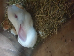 Vand  IEPURI rasa  Californian - imagine 7