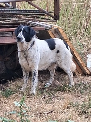 Vand Femela de Bucovina  - imagine 2