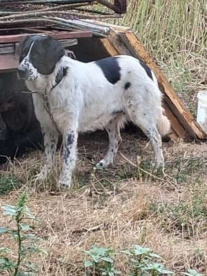 Vand Femela de Bucovina  - imagine 5