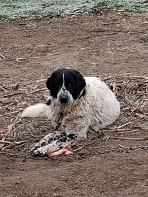 Vand Femela de Bucovina  - imagine 4