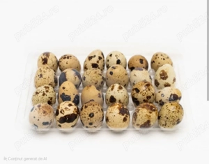 0,5.lei. ou. Acum platesti 10, primesti 11, Oua de Prepelita pt.consum. GUSTOS, SANATOS, CONSISTENT. - imagine 3