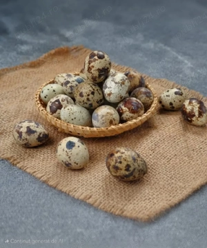 0,5.lei. ou. Acum platesti 10, primesti 11, Oua de Prepelita pt.consum. Gustos, SANATOS, Consistem !