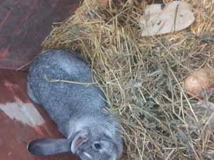 Vand  IEPURI rasa  Californian - imagine 9