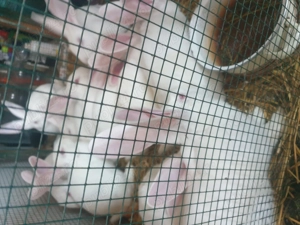 Vand  IEPURI rasa  Californian - imagine 5