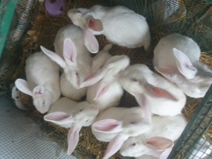 Vand  IEPURI rasa  Californian - imagine 8